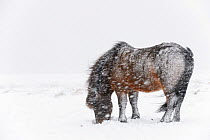 Bay Icelandic horse feeding in the snow, Snaefellsnes Peninsula, Iceland, March.