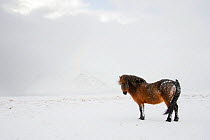 Bay Icelandic horse in the snow, Snaefellsnes Peninsula, Iceland, March. (This image may be licensed either as rights managed or royalty free.)