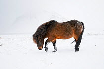 Bay Icelandic horse pawing snowy ground, Snaefellsnes Peninsula, Iceland, March.