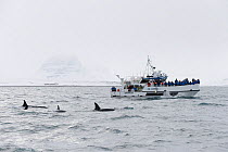Tourists on boat watching pod of North Atlantic Killer whales (Orcinus orca) at surface, Grundarfjordur, Iceland, March 2014.