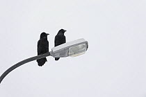 Ravens (Corvus corax) perched on lamppost, Grundarfjordur, Iceland, March.