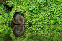 Water vole (Arvicola amphibius) reflected at edge of water, Kent, UK, September.