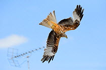 Red kite (Milvus milvus) in flight past TV aerial, attracted by leftover food from a roadside cafe, Chilterns, England, May.