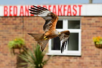 Red kite (Milvus milvus) in flight outside building, attracted by leftover food from a roadside cafe, Chilterns, England, May.