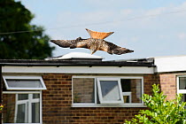 Red kite (Milvus milvus) in flight outside building, attracted by leftover food from a roadside cafe, Chilterns, England, May.