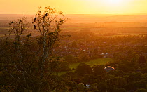 Red kites (Milvus milvus) perched in tree overlooking town at sunset, Chilterns, England, June.