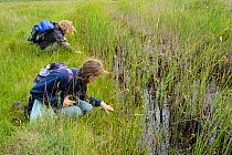 Louise Allen of Kent Wildlife Trust 'Water Vole Recovery Project' and volunteer Dean Ashby surveying for signs of Water voles (Arvicola amphibius). North Kent Marshes, UK, June.