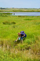 Louise Allen of Kent Wildlife Trust 'Water Vole Recovery Project' surveying for signs of Water voles (Arvicola amphibius), using GPS to record data. North Kent Marshes, UK, June.