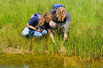 Louise Allen of Kent Wildlife Trust 'Water Vole Recovery Project' and volunteer Dean Ashby surveying for signs of Water voles (Arvicola amphibius). North Kent Marshes, UK, June.
