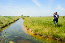 Louise Allen of Kent Wildlife Trust 'Water Vole Recovery Project' surveying for signs of Water voles (Arvicola amphibius). North Kent Marshes, UK, June.