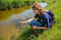 Louise Allen of Kent Wildlife Trust 'Water Vole Recovery Project' surveying for signs of Water voles (Arvicola amphibius). North Kent Marshes, UK, June.