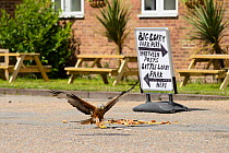 Red kite (Milvus milvus) feeding on leftover food at a roadside cafe, Chilterns, England, May.
