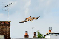 Red kite (Milvus milvus) in flight over rooftops, attracted by leftover food from a roadside cafe, Chilterns, England, May.