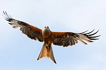 Red kite (Milvus milvus) in flight, attracted by leftover food from a roadside cafe, Chilterns, England, May.