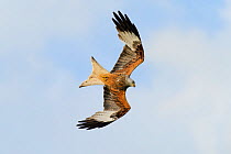 Red kite (Milvus milvus) in flight, attracted by leftover food from a roadside cafe, Chilterns, England, May. (This image may be licensed either as rights managed or royalty free.)