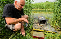 Volunteer for the Kent Wildlife Trust 'Water Vole Recovery Project' (Arvicola amphibius) conducting American mink (Neovison vison) survey using floating raft. North Kent Marshes, UK, June 2014.