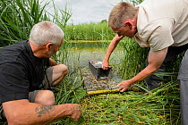 Ian Parker and John Young, volunteers for the Kent Wildlife Trust 'Water Vole Recovery Project' (Arvicola amphibius) conducting American mink (Neovison vison) survey using floating raft. North Kent Ma...