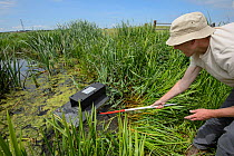Volunteer for the Kent Wildlife Trust 'Water Vole Recovery Project' (Arvicola amphibius) conducting American mink (Neovison vison) survey using floating raft. North Kent Marshes, UK, June 2014.