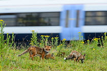 Family of Red foxes (Vulpes vulpes) on railway embankment with train passing behind, Kent, UK, July.