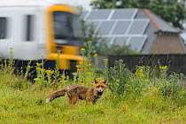 Red fox (Vulpes vulpes) male on railway embankment with train passing behind, Kent, UK, July.