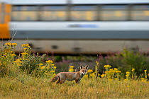 Red fox (Vulpes vulpes) cub on railway embankment with train passing behind, Kent, UK, July.