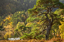 Scots pine (Pinus sylvestris) in native Caledonian forest, Glen Strathfarrar, Highlands, Scotland, October 2014.