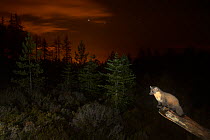 Pine marten (Martes martes) on branch, orange glow in sky behind from the lights of Inverness. Black Isle, Scotland, UK, October. Photographed by camera trap Highly commended in the Habitat category o...