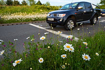 Ox-eye daisies (Leucanthemum vulgare) growing on roadside verge beside motorway slip road, Maidstone, Kent, UK, April.