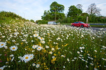 Ox-eye daisies (Leucanthemum vulgare) growing beside motorway slip road, Maidstone, Kent, UK, April.