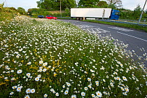 Ox-eye daisies (Leucanthemum vulgare) growing on roadside verge  beside motorway slip road, Maidstone, Kent, UK, April.