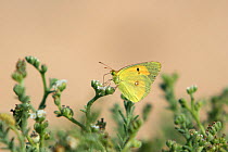 Clouded yellow butterfly (Colias croceus) May, Oman