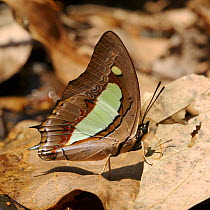 Common nawab butterfly (Polyura athamas) Thailand, February.
