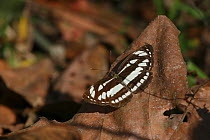 Common sailor butterfly (Neptis hylas) January, India
