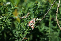 Crimson speckled moth (Utetheisa pulchella) adult with caterpillar in the background,  Oman, March