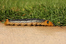 Death's head hawkmoth caterpillar (Acherontia atropos) January, Oman