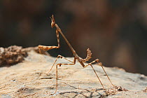 Lappet mantis (Empusa hedenborgi) male nymph, on rock, June, Oman