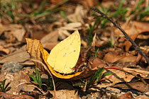 Lemon emigrant butterfly (Catopsilia pomona) Thailand, February.