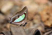 Pallid nawab butterfly (Polyura aija) on shoe, Thailand, February.