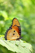 Plain tiger butterfly (Danaus chrysippus) September, Oman