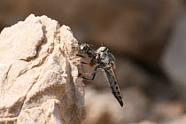 Robber fly (Apoclea femoralis) with prey, June, Oman