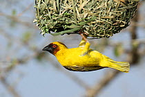 Ruppell's weaver (Ploceus galbula) male at nest entrance, Oman, May