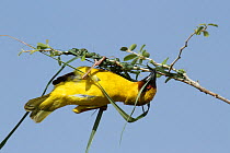 Ruppell's weaver (Ploceus galbula) male building nest, Oman, May