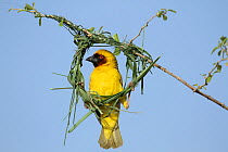 Ruppell's weaver (Ploceus galbula) male building nest, Oman, May