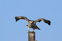Short toed snake eagle (Circaetus gallicus) taking off, Oman, April