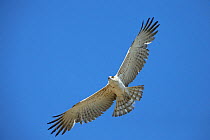 Short toed snake eagle (Circaetus gallicus) in flight, Oman, April