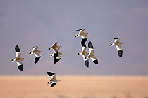 Sociable lapwing (Vanellus gregarius) flock in flight, Oman, January