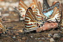 Spot swordtail butterflies (Graphium nomius) puddling, Thailand