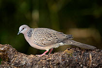 Spotted dove (Spilopelia chinensis) on branch, Thailand, February