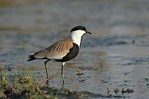 Spur winged lapwing (Vanellus spinosus) in shallow water, Oman, May