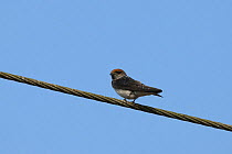 Streak throated swallow (Petrochelidon fluvicola) perched on wire, India, January